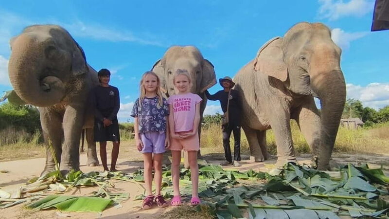 Cambodia Elephants Haft Day Experiences from Siem Reap - Cambodia Elephants Haft Day Experiences from Siem Reap: An In-Depth Look