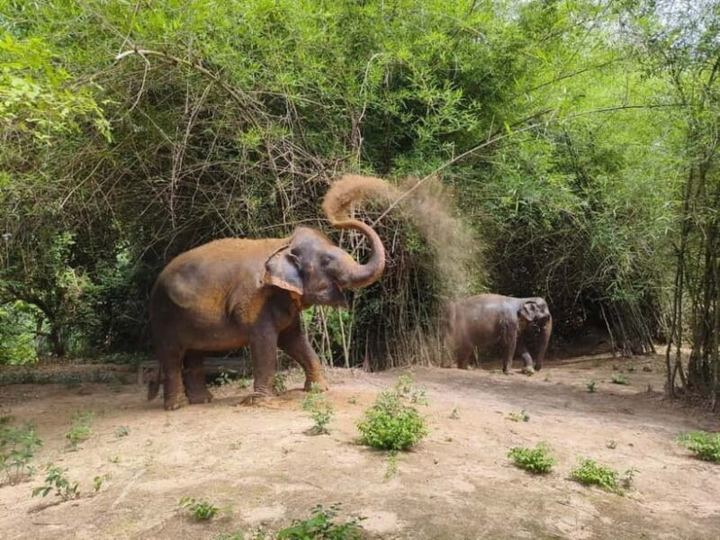 Cambodia Elephants Haft Day Experiences from Siem Reap - Who Will Love This Tour?