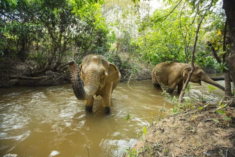 Cambodia Elephants Haft Day Experiences from Siem Reap - FAQ: Your Questions Answered