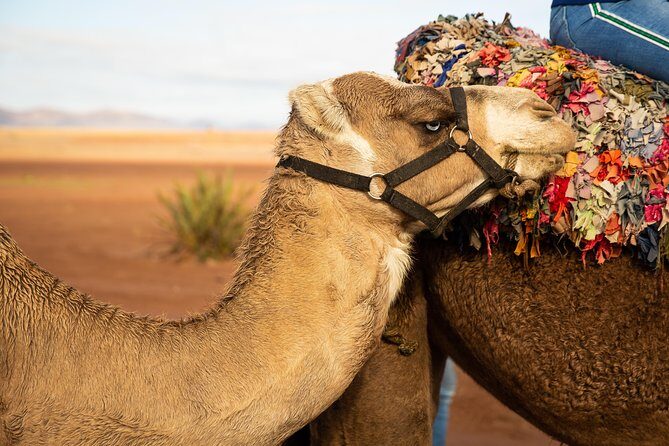 Camel and Quad Biking Tour from Marrakech - The Experience in Review