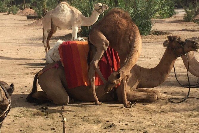 Camel and Quad in Marrakech - Who Will Love This Tour?