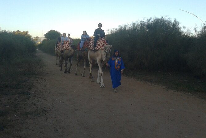 Camel Barbecue Sunset Agadir city - What’s the Value?