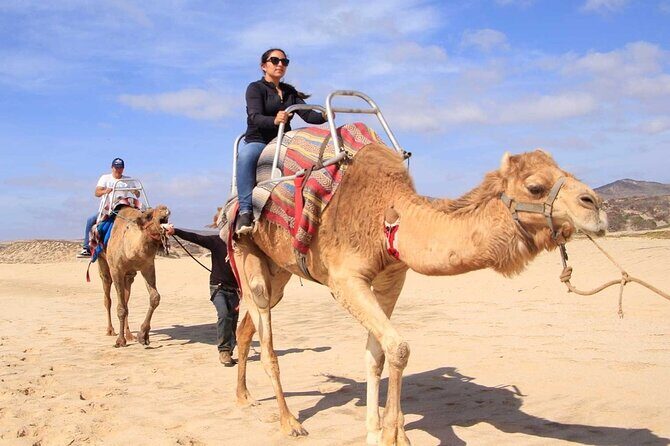 Camel Desert Ride Experience in Cabo - Introduction