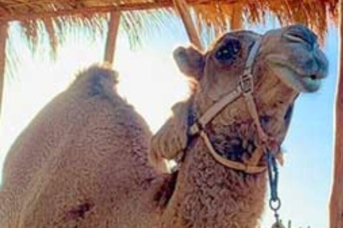 Camel Desert Ride Experience in Cabo - A Closer Look at the Itinerary and Experience
