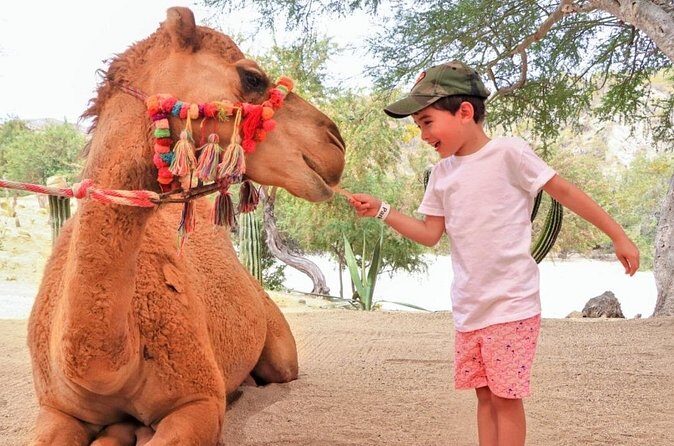 Camel Desert Ride Experience in Cabo - Who Should Consider This Tour?