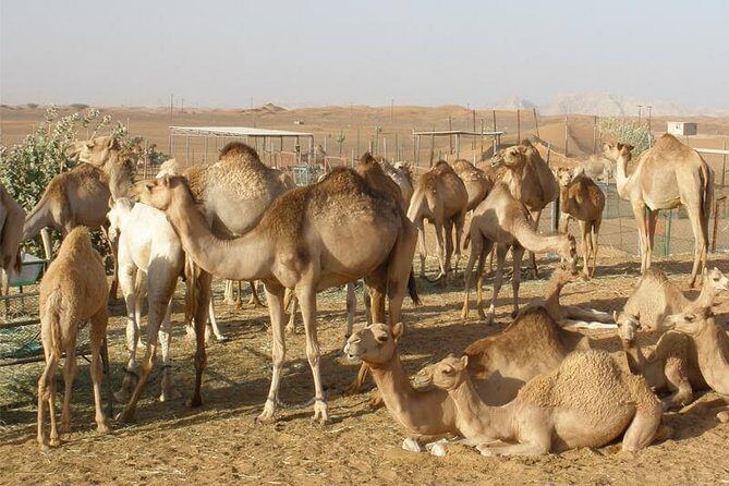 Camel Farm Visit - Dubai UAE - An In-Depth Look at the Camel Farm Visit