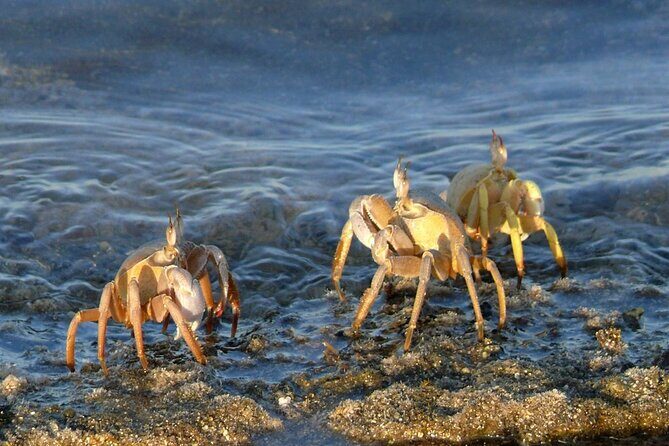 Camel Ridding marsa alam safari from Camel Yard - Final thoughts
