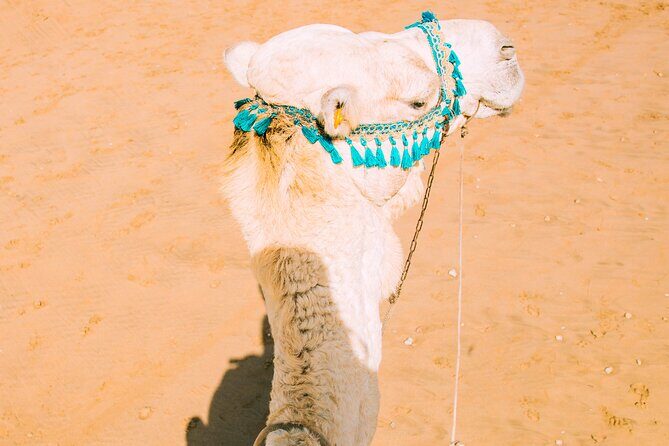 Camel Ride and Dinner in the Agafay Desert with Transportation - Final Thoughts