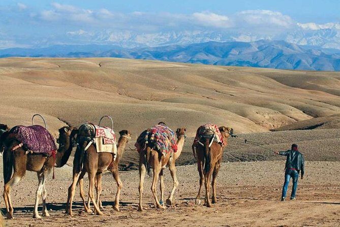 Camel Ride and Magical dinner in Agafay Desert - Key Points