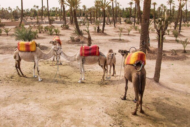 Camel Ride and Quad Bike in Palmeraie - Key Points