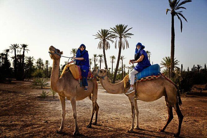 Camel ride at sunset from the palm grove - The Sum Up