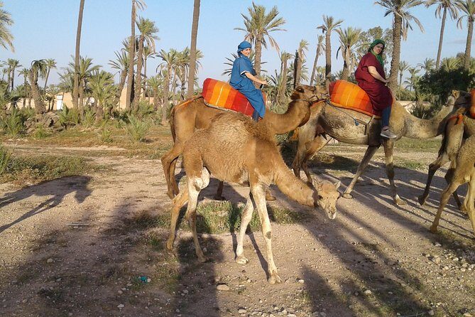 Camel ride at sunset in Marrakech palm grove - A Close Look at the Experience