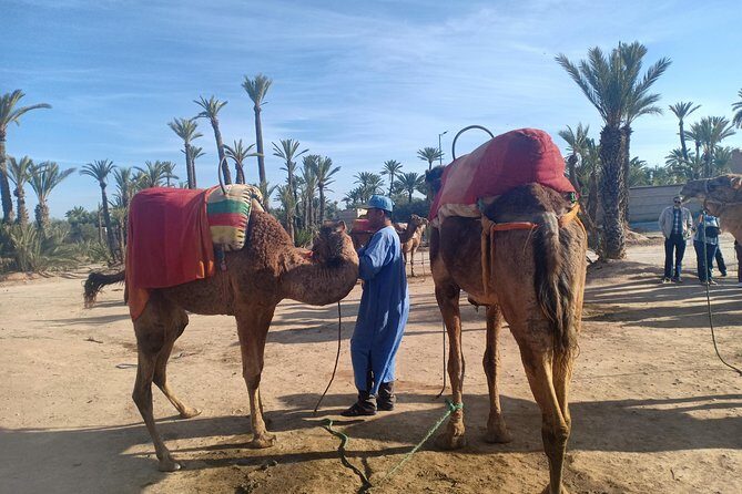 Camel ride at sunset in Marrakech palm grove - Practical Tips for Travelers