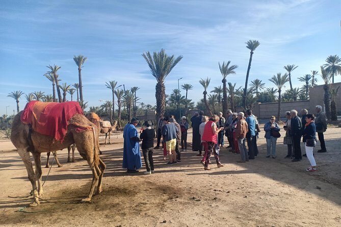 Camel ride at sunset in Marrakech palm grove - FAQ
