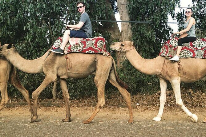 Camel ride - Starting with Comfort and Convenience