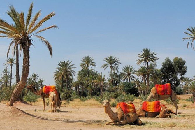 Camel Ride Experience Around Marrakech - Who Should Consider This Tour?