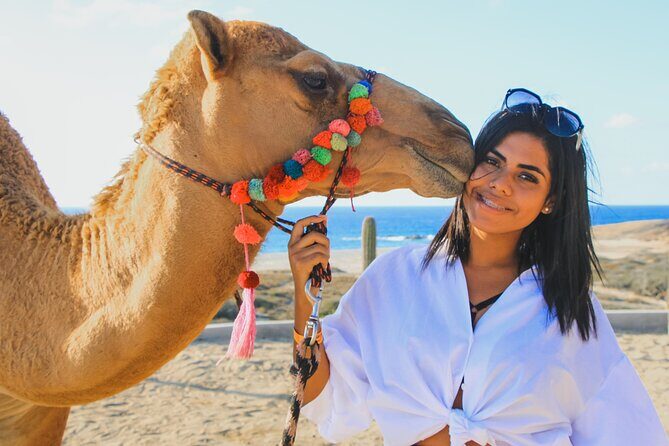 Camel Ride Experience in Los Cabos with Pick up and Lunch - Introduction: A Different Kind of Los Cabos Adventure