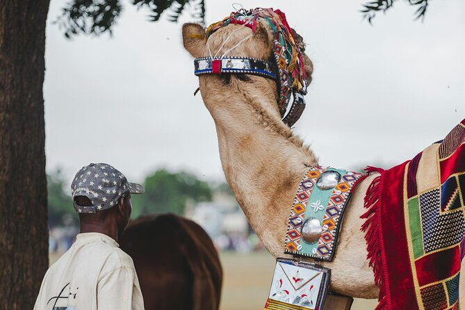 Camel Ride in Agadir with Dinner BBQ - The Itinerary: What to Expect