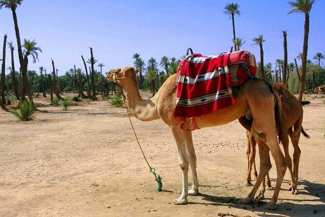 Camel ride in Marrakech (Palmerie) - Key Points