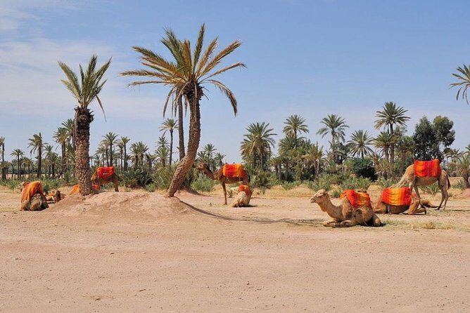Camel ride in Marrakech (Palmerie) - Practical Tips for Your Camel Ride