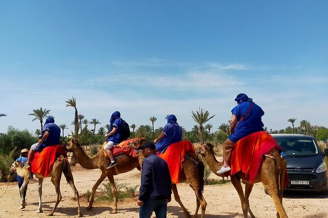 Camel Ride in Marrakesh's Palm Grove - Who Will Love This Tour?