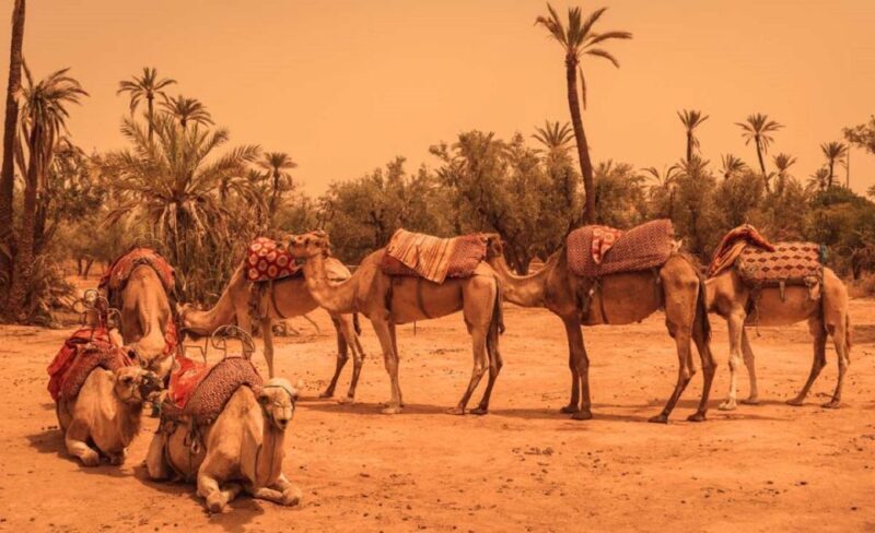 Camel Ride In Palmeraie 1 Hour, With Tea - Why the Tea Break Matters