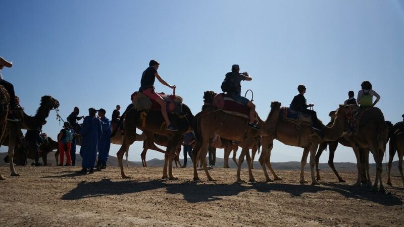 Camel Ride In Palmeraie 1 Hour, With Tea - The Sum Up