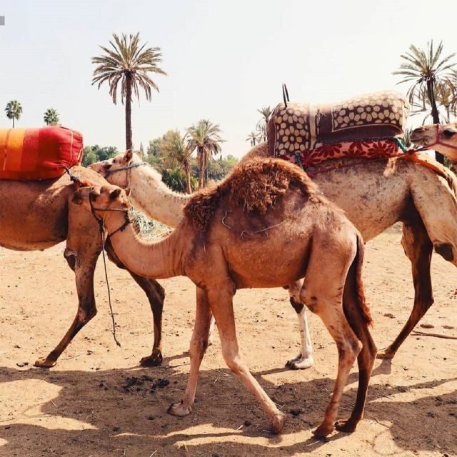 Camel Ride In Palmeraie 1 Hour, With Tea - FAQ