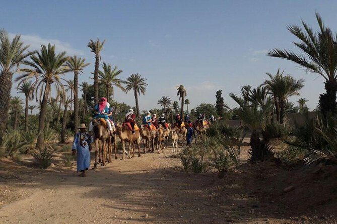 Camel Ride in the Palm Grove - How the Experience Comes to Life