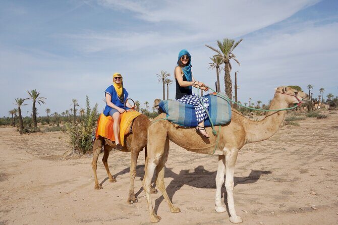 Camel Ride in the Palm Grove of Marrakech - An In-Depth Look at the Experience