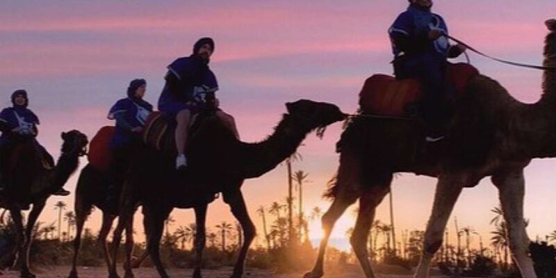 Camel Ride in the Palm Grove of Marrakech - The Bottom Line