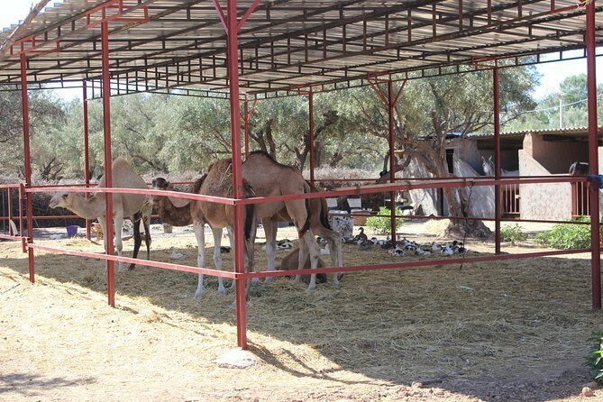 Camel Ride in the Palmeraie of Marrakech - The Itinerary in Detail