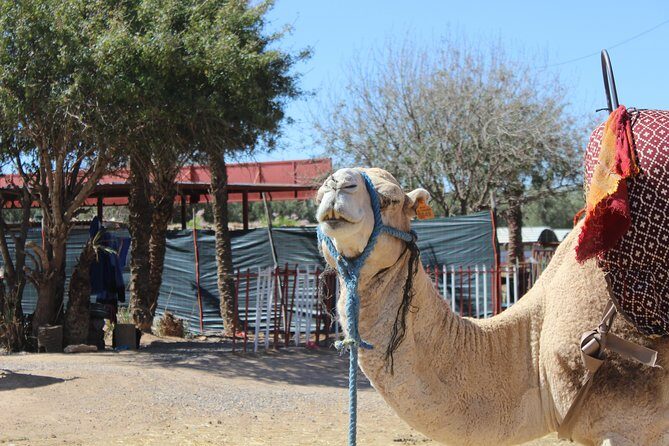 Camel Ride in the Palmeraie of Marrakech - Why This Tour Works Well