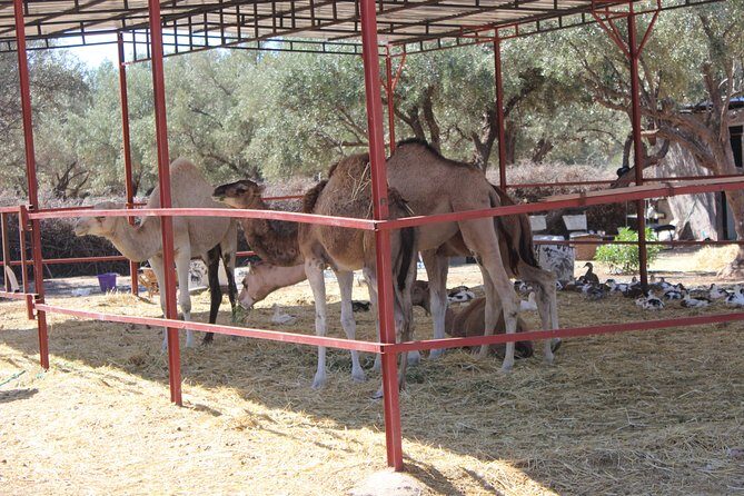 Camel Ride in the Palmeraie of Marrakech - A Few Final Tips