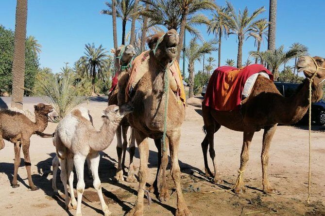 camel ride marrakech - Key Points