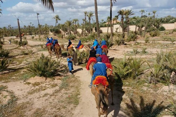 Camel ride Marrakech palmeraie - The Itinerary: What You Can Expect