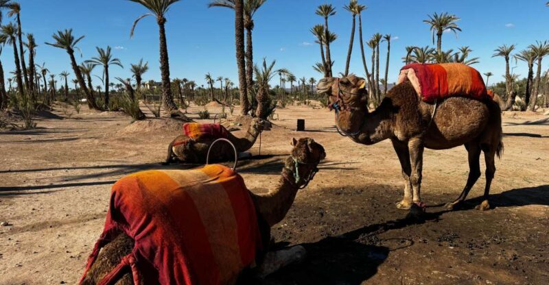 Camel Ride Marrakech with lunch ( Local Restaurant) - Summary