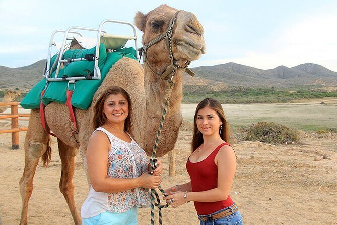Camel Ride On The Beach at Los Cabos - FAQ