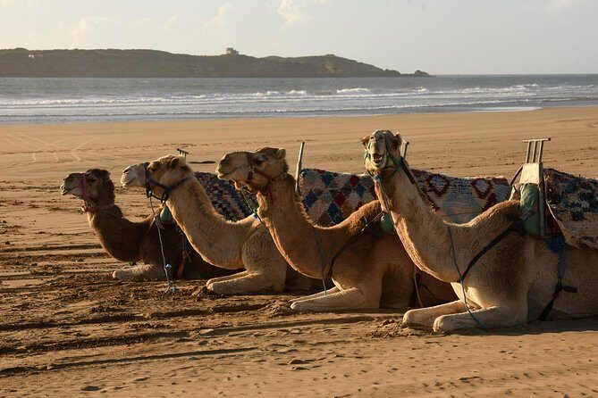Camel Ride on the Beach of Essaouria - Who Will Love This Tour?