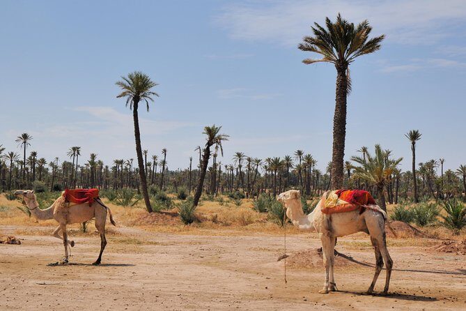 camel ride on the palm grove marrakech - What to Expect from the Marrakech Camel Ride Tour