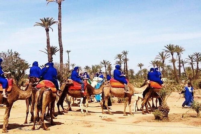 camel ride on the palm grove marrakech - The Value and Practical Considerations