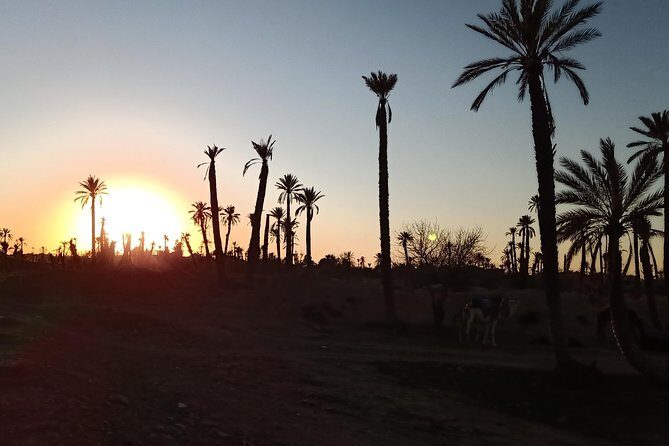 camel ride on the palm grove marrakech - FAQ