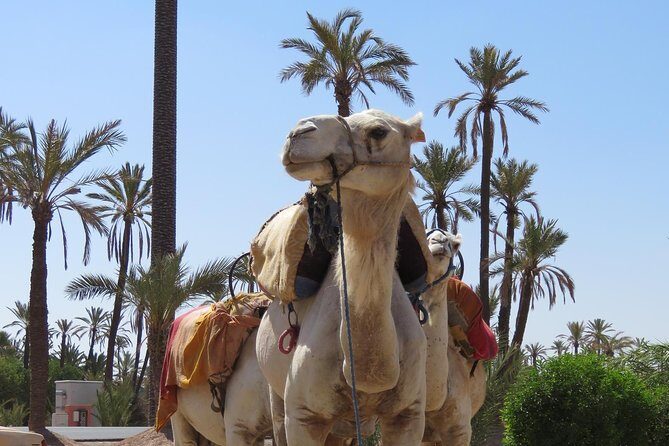 Camel Ride & Quad Biking Half Day in Marrakech - The Sum Up
