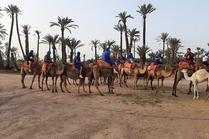 Camel Ride Through Marrakech's Palm Grove - The Value and Practicalities