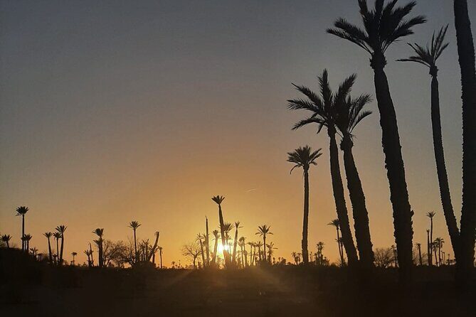 Camel Ride Through Marrakech's Palm Grove - The Sum Up