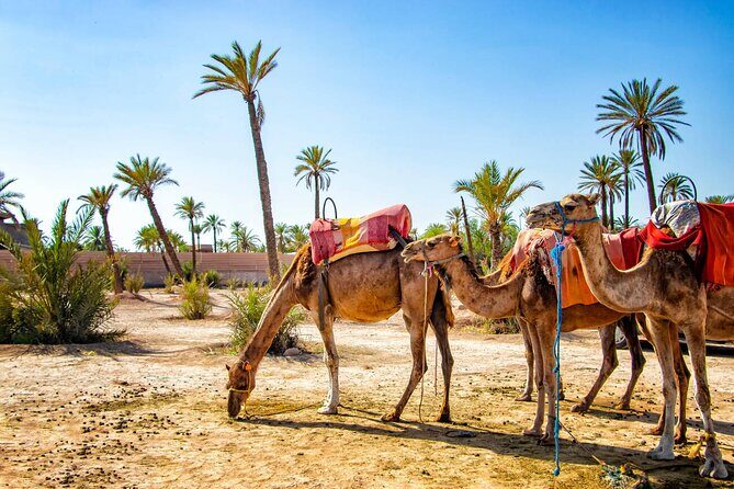 Camel Ride Through Marrakech's Palm Grove - FAQs