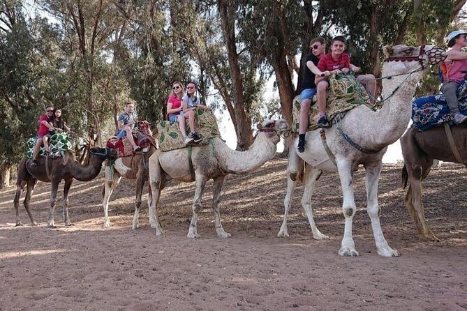 Camel Riding - Final Words: Is It Worth It?