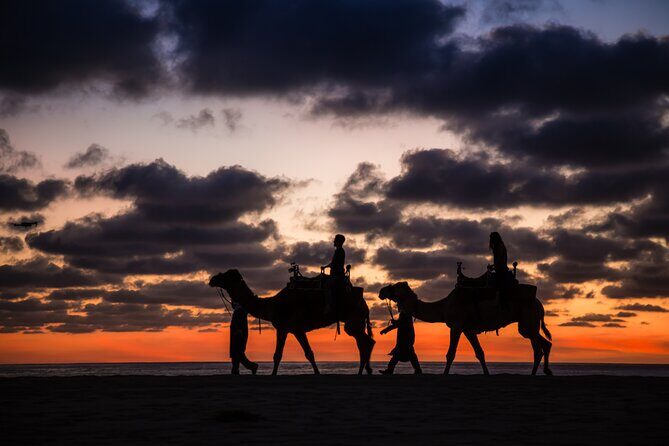 Camel riding experience on the shores of the Pacific Ocean - Authenticity and Practical Tips