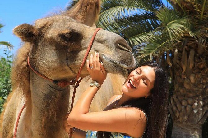 Camel Safari and Gastronomic Experience in Los Cabos - Key Points