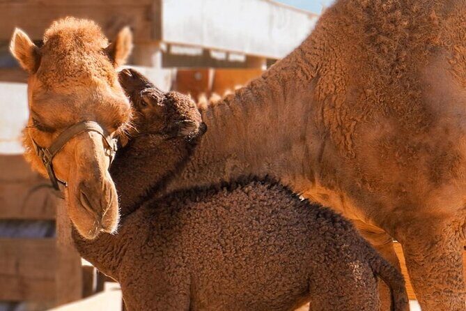 Camel Safari and Gastronomic Experience in Los Cabos - Practical Details: What to Expect and How to Prepare